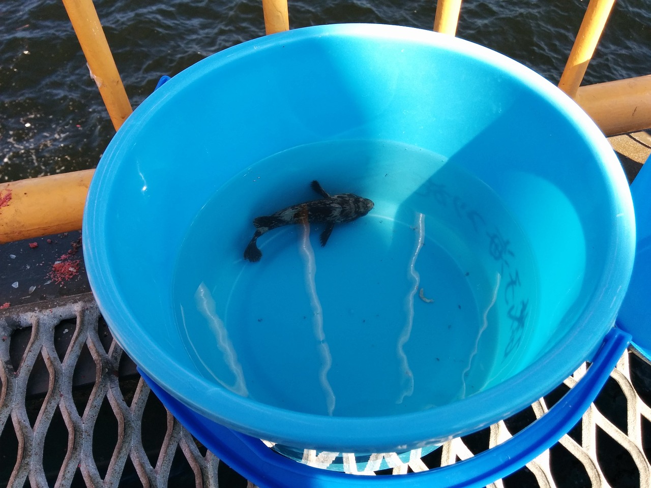 fishing scorpion fish bucket free photo