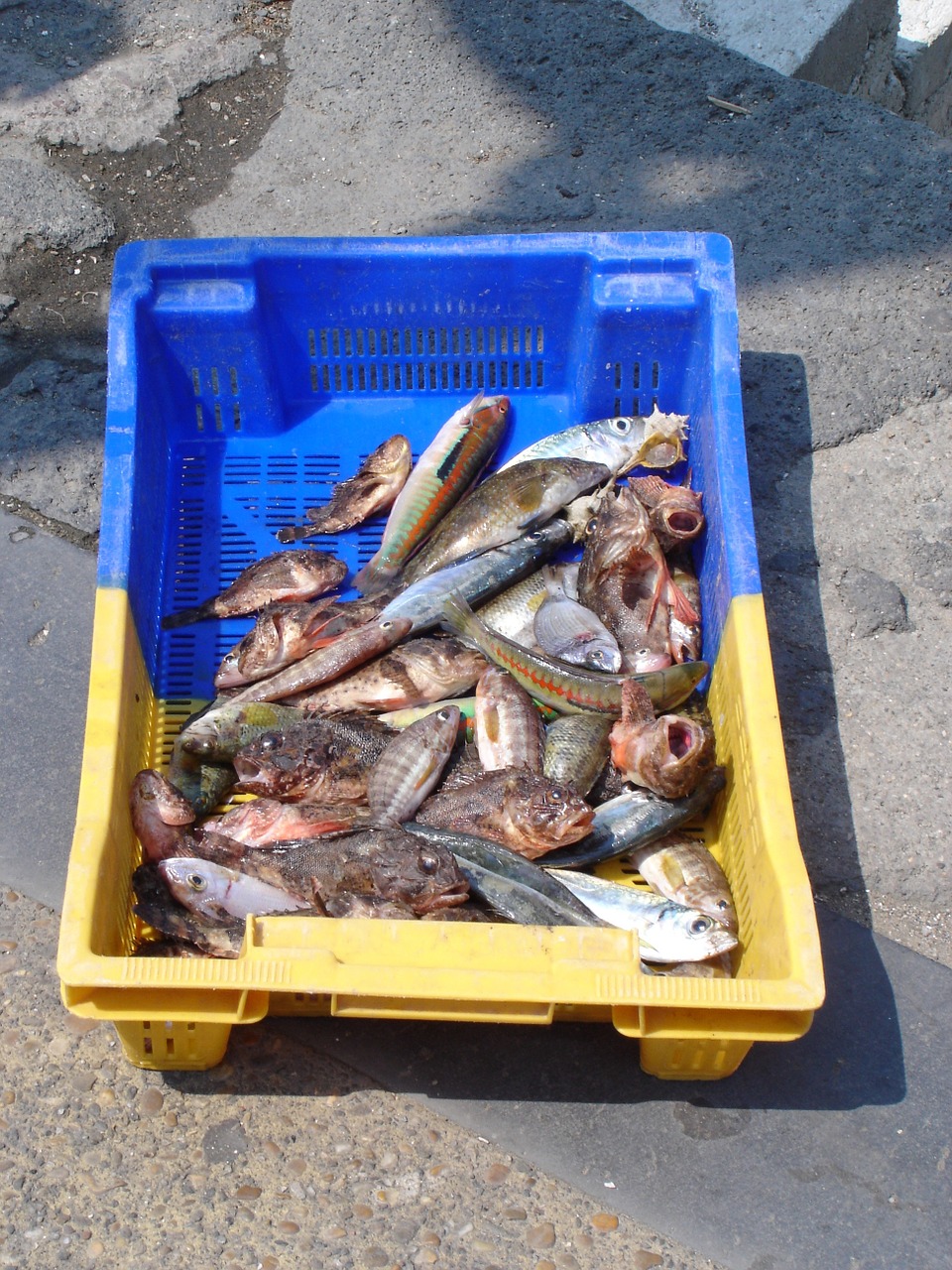 fishing fish port free photo