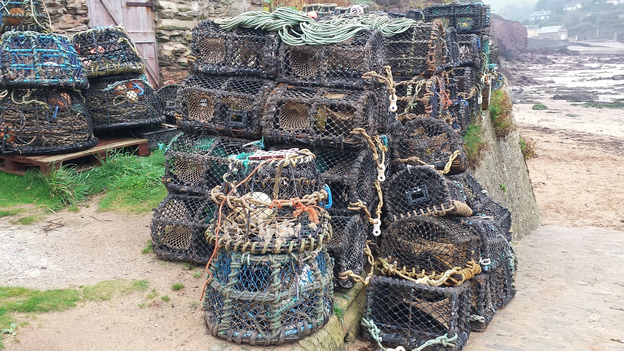 fishing crab pots crab free photo