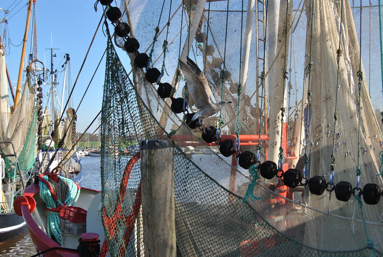 fishing boat networks seagull free photo