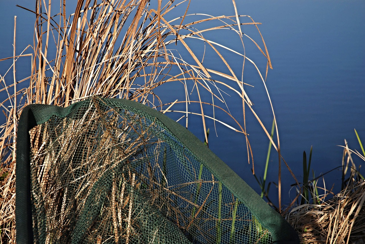 fishing keser dry reed water free photo