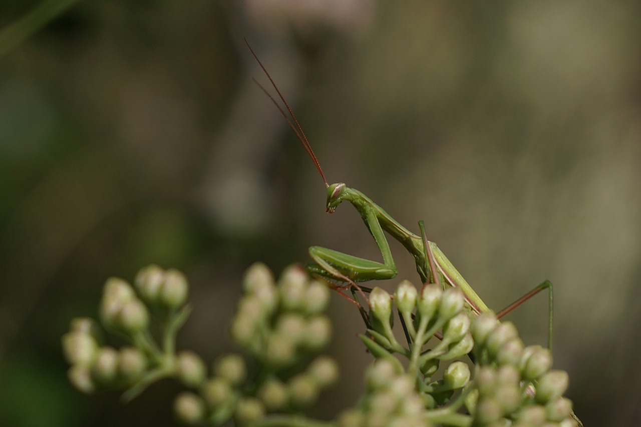 fishing locust praying mantis mantodea free photo