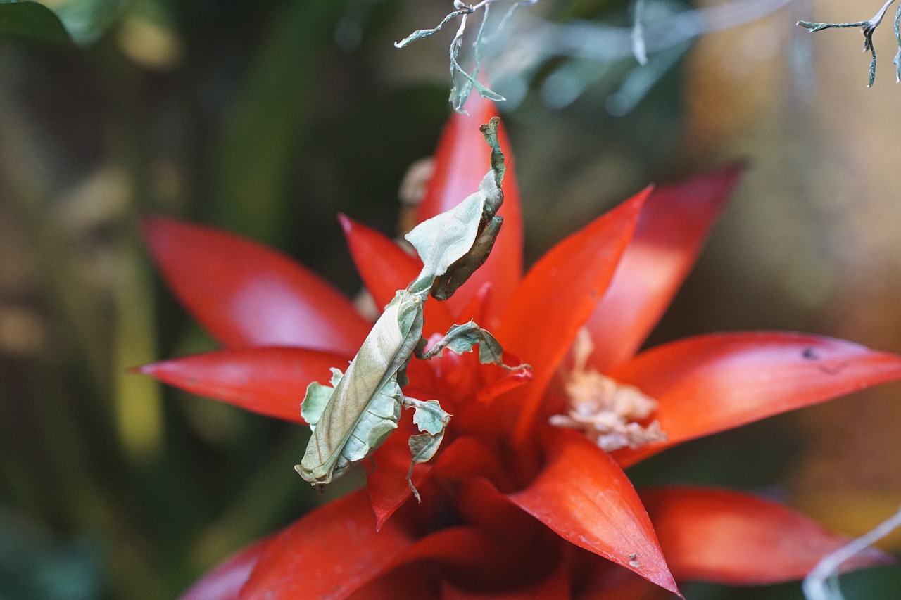 fishing locust animal insect free photo