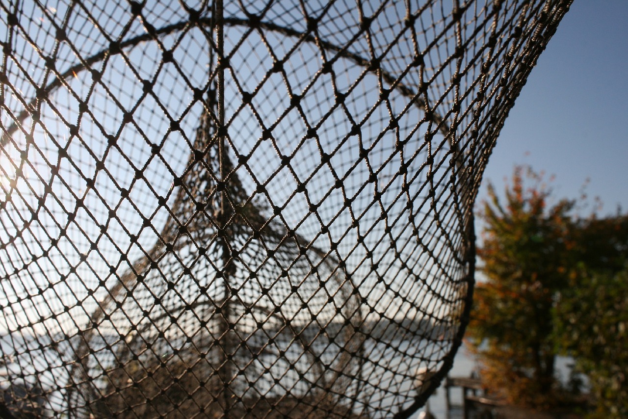 fishing net  web  fishing free photo
