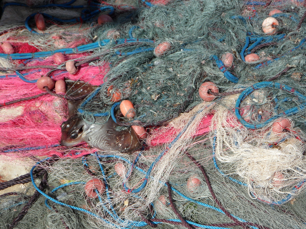 fishing nets caught catch free photo