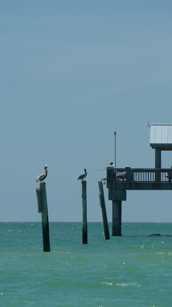 fishing pier pelicans seas free photo