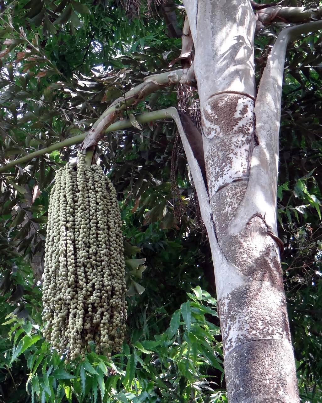 fishtail palm jaggery palm toddy palm free photo