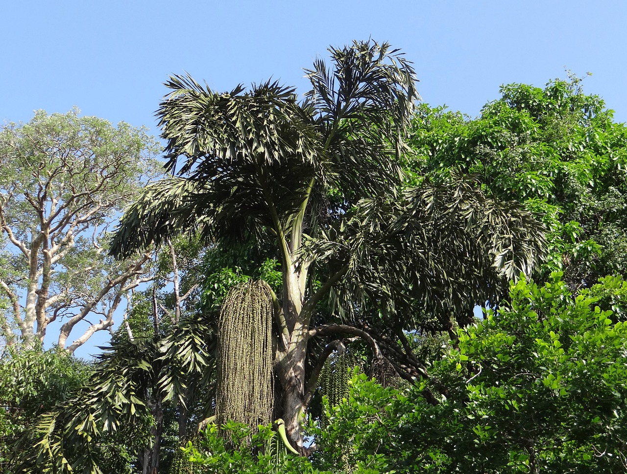 fishtail palm caryota urens jaggery palm free photo