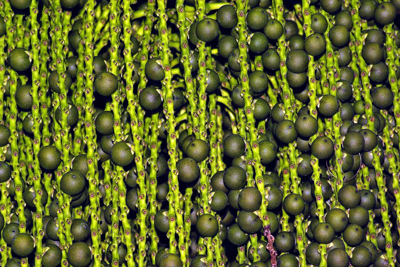 fishtail palm  toddy palm  wine palm free photo