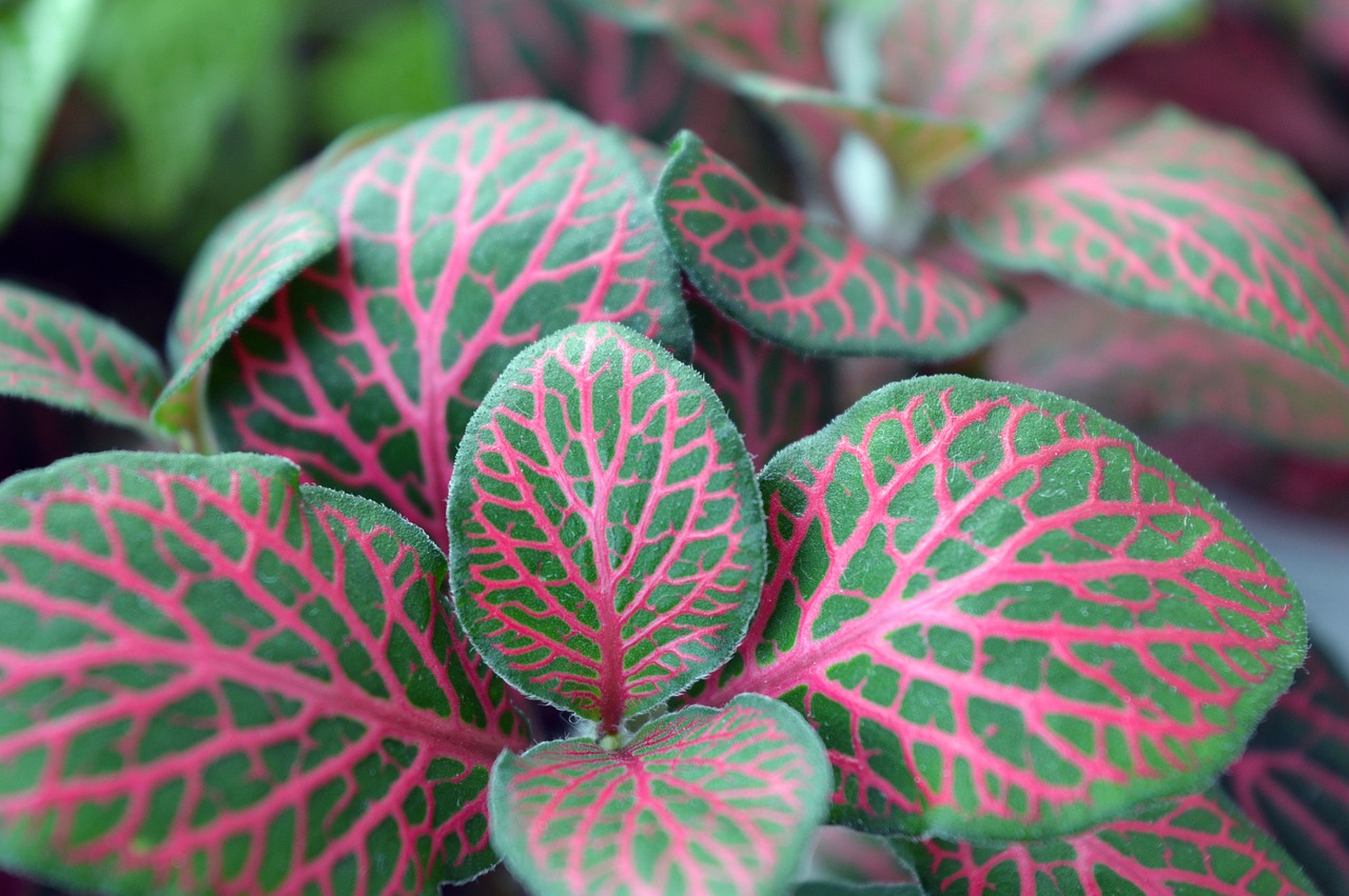 fittonia variegated leaves house plant free photo