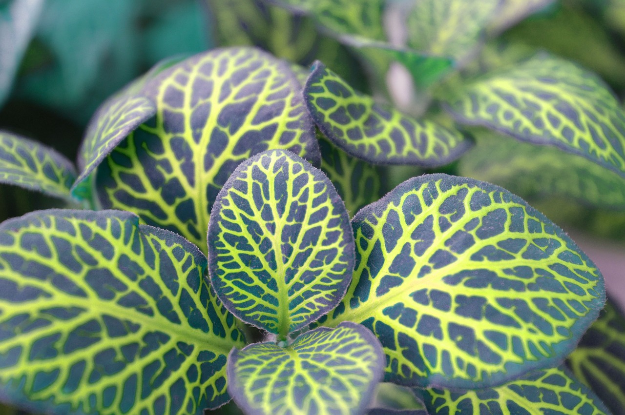 fittonia variegated leaves indoor plant free photo