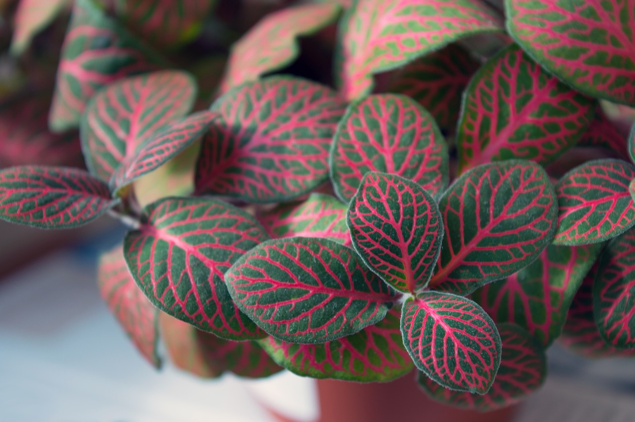 fittonia indoor plant variegated foliage free photo