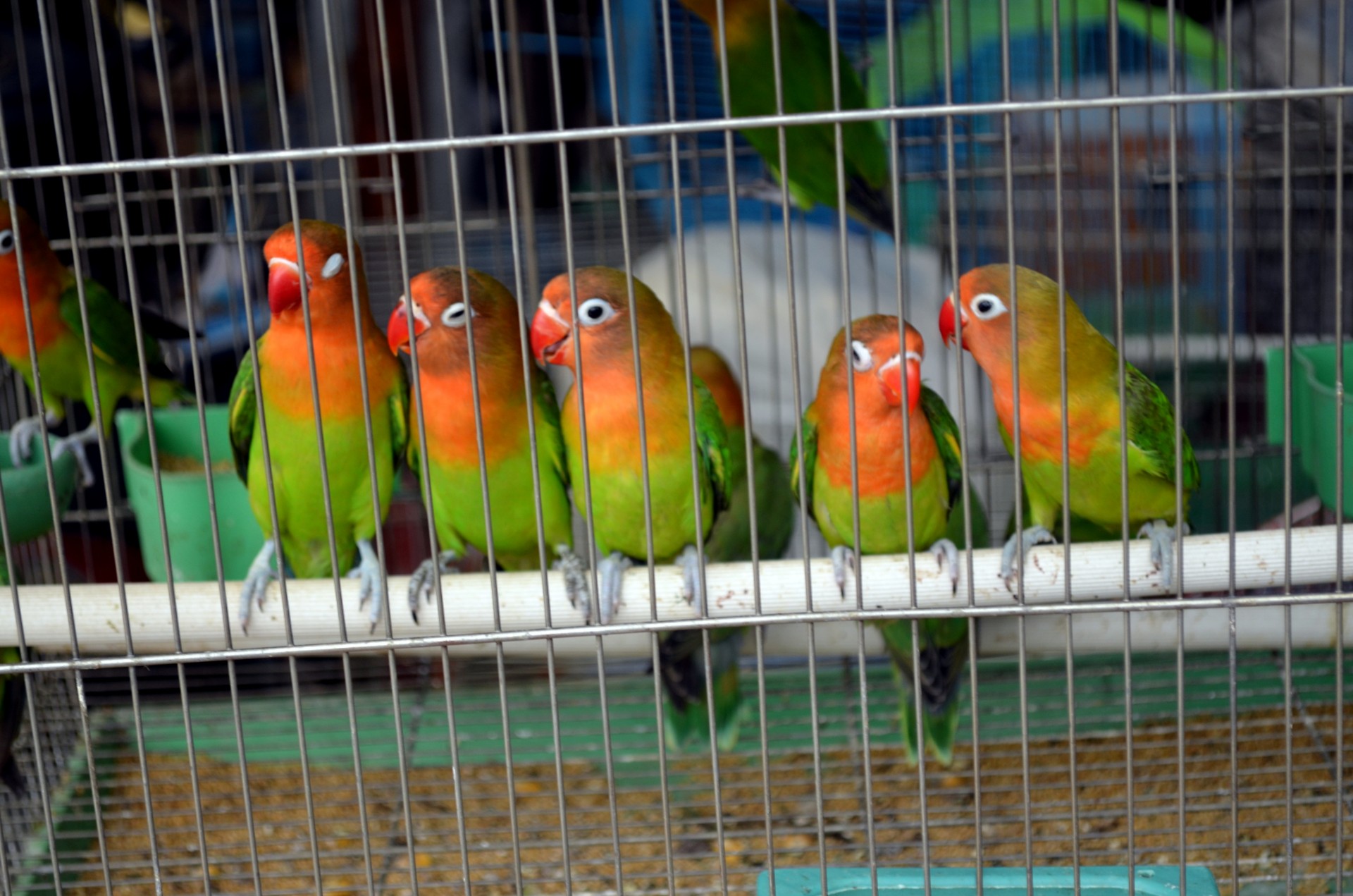 animals birds parakeet free photo