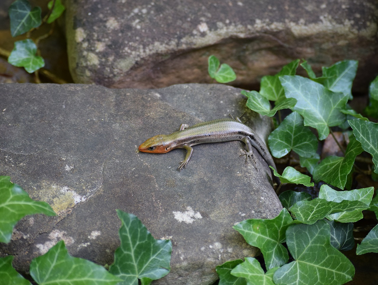 five-lined skink skink reptile free photo
