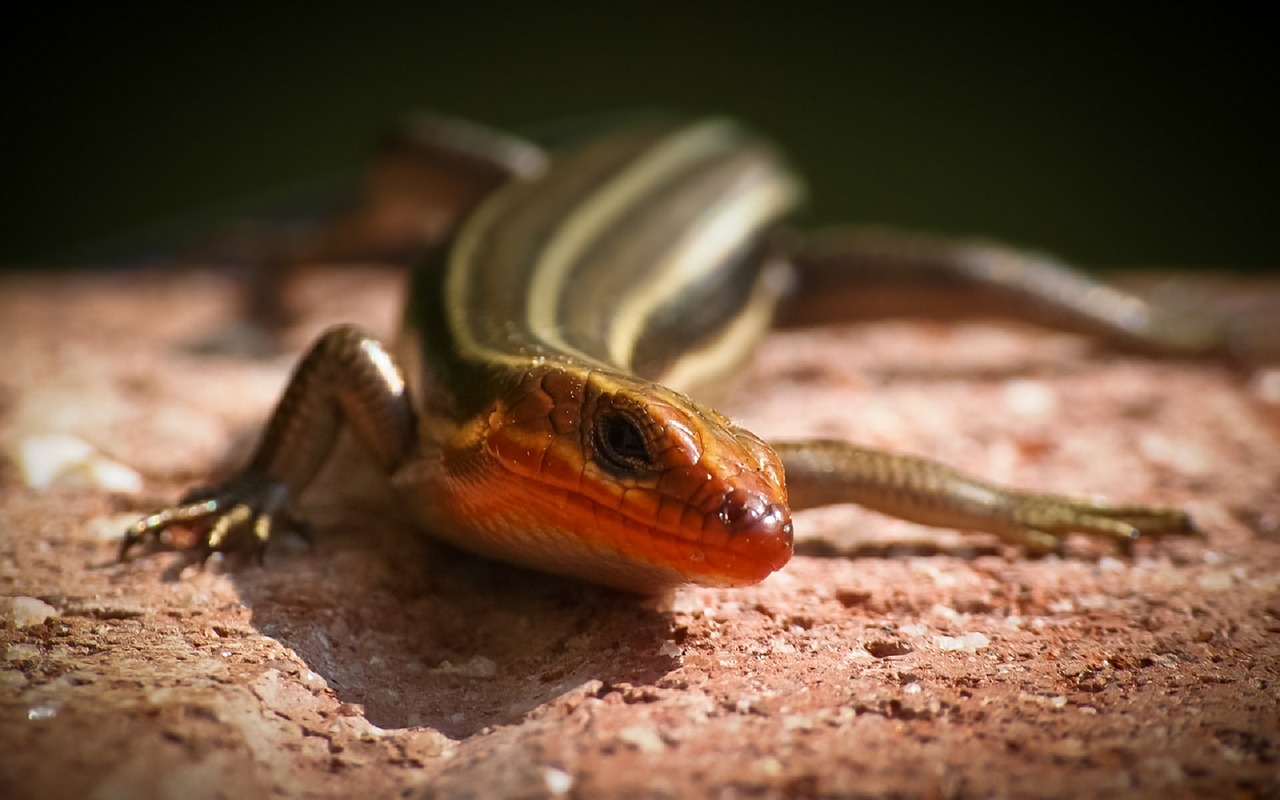 five lined skink reptile lizard free photo