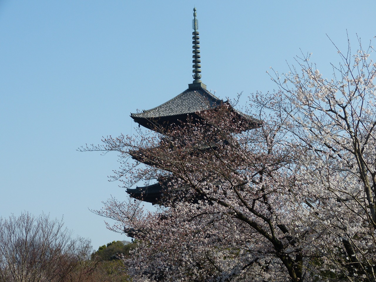 five-storied pagoda cherry spring kyoto free photo