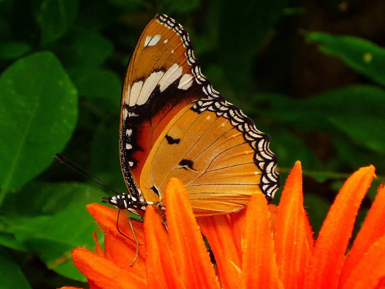 butterfly butterflies butterfly free photo