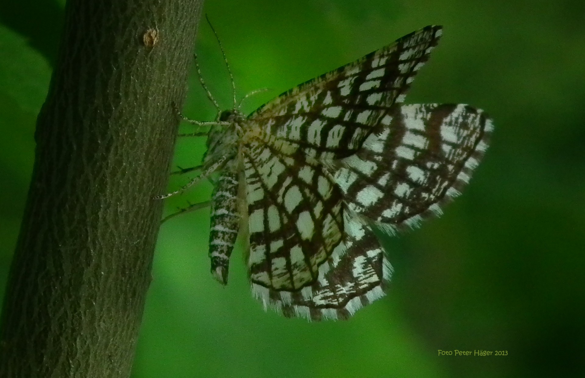 chess butterfly checkerboard free photo