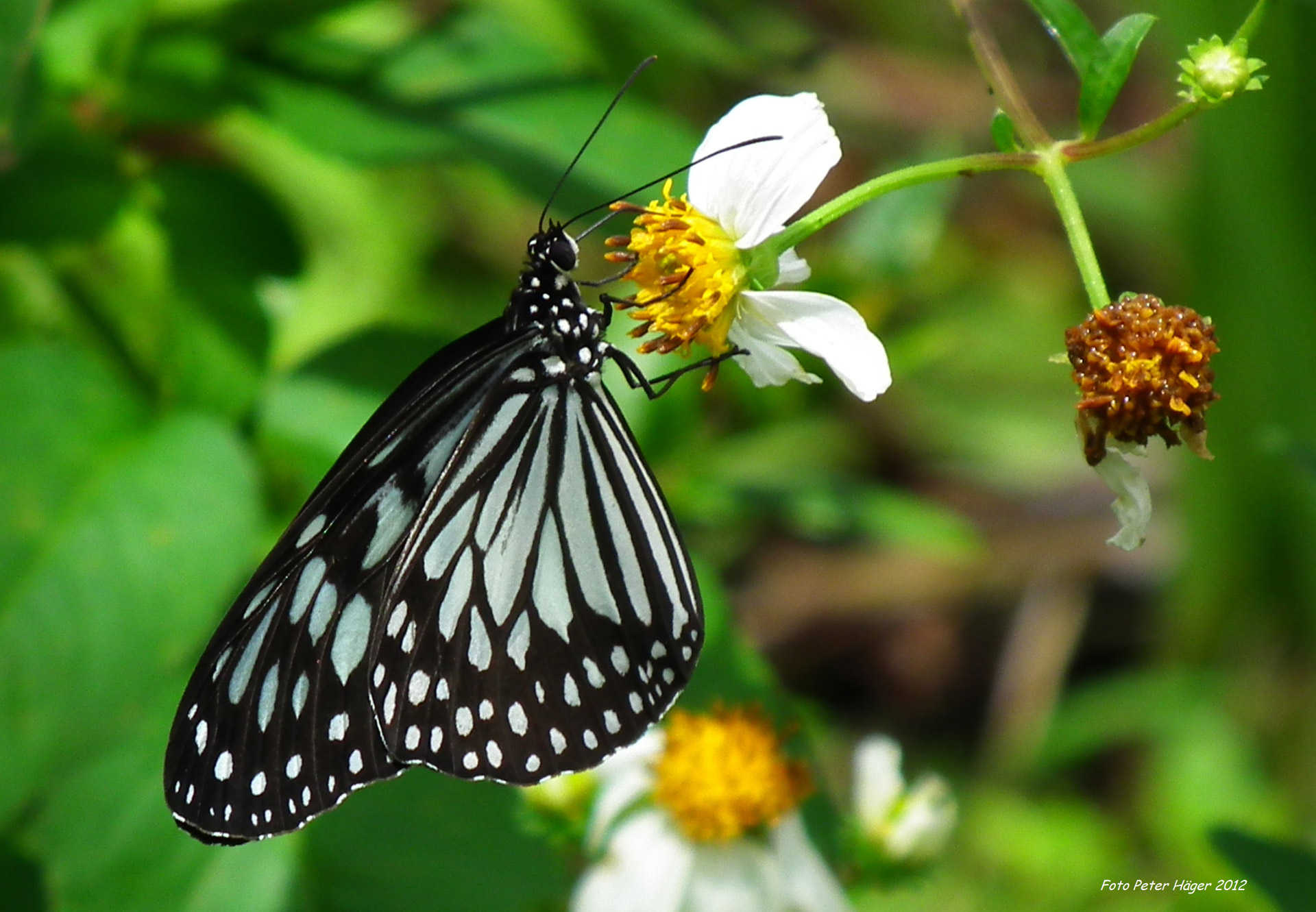 philippines butterflies butterfly free photo