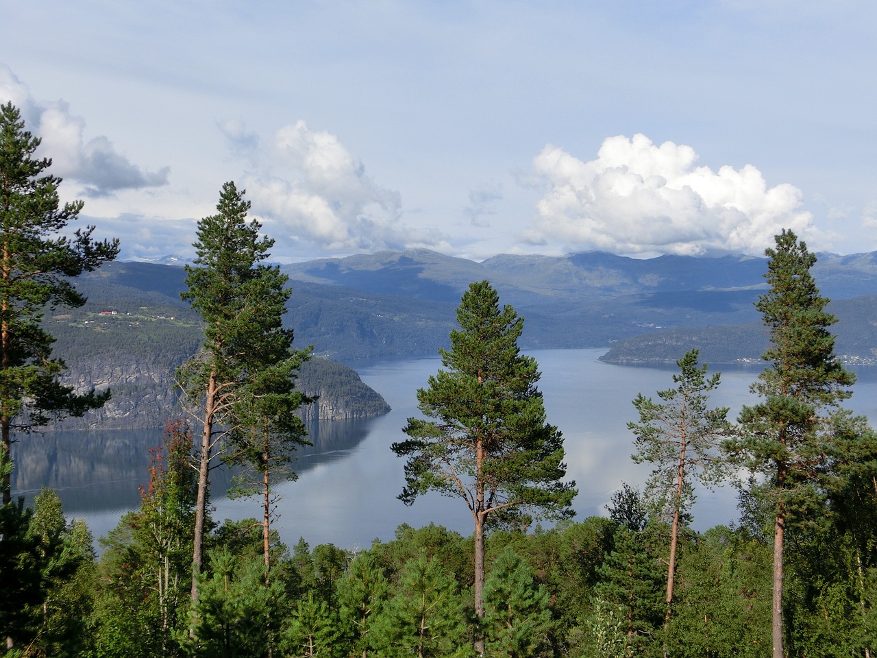 fjord view trees free photo
