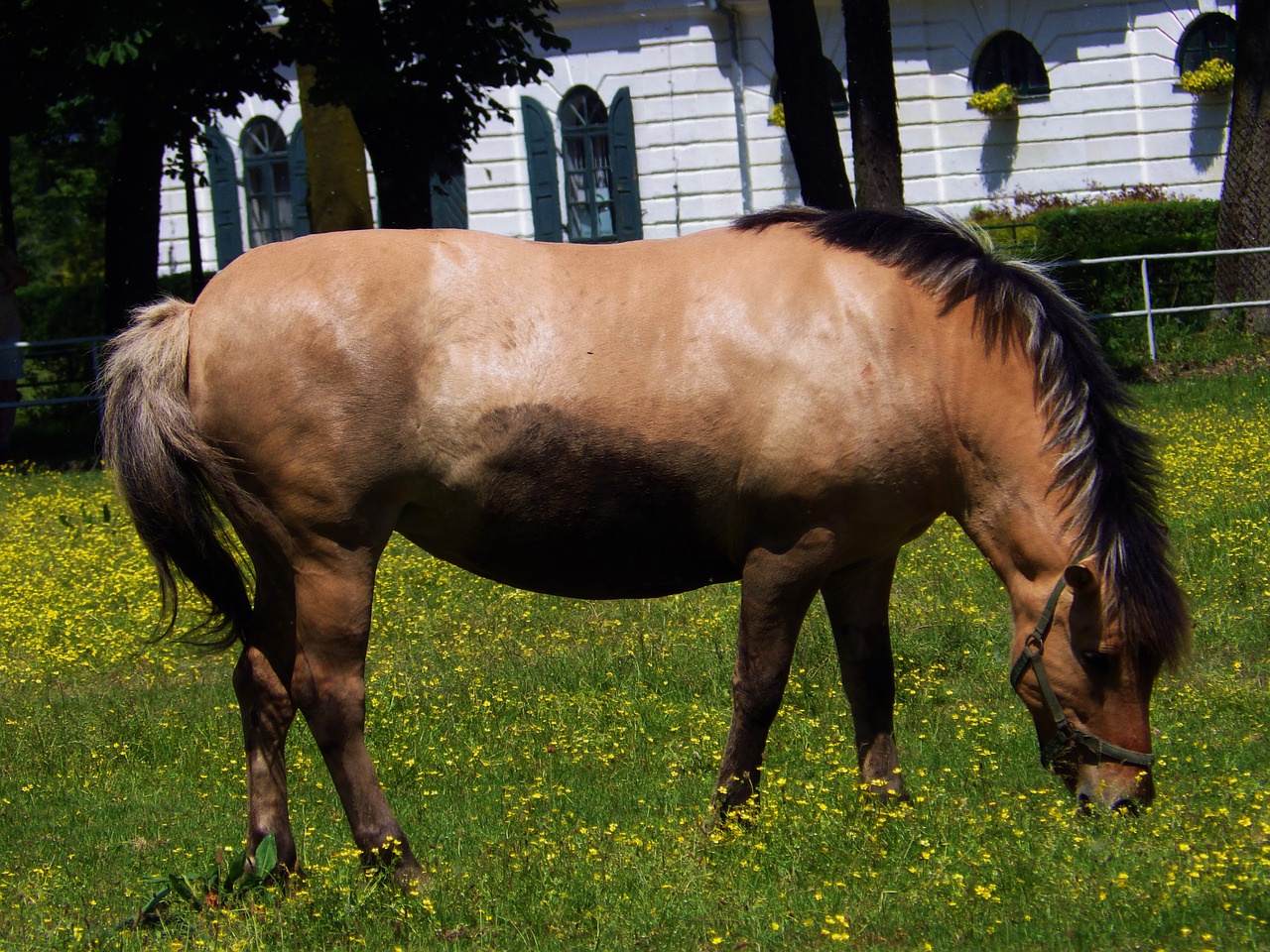 fjord horses horse free photo