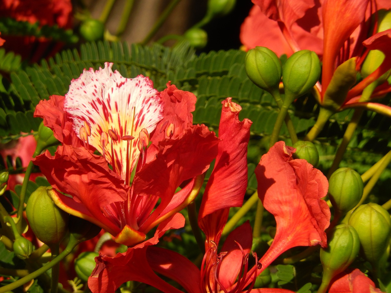 flaboyant flower red free photo