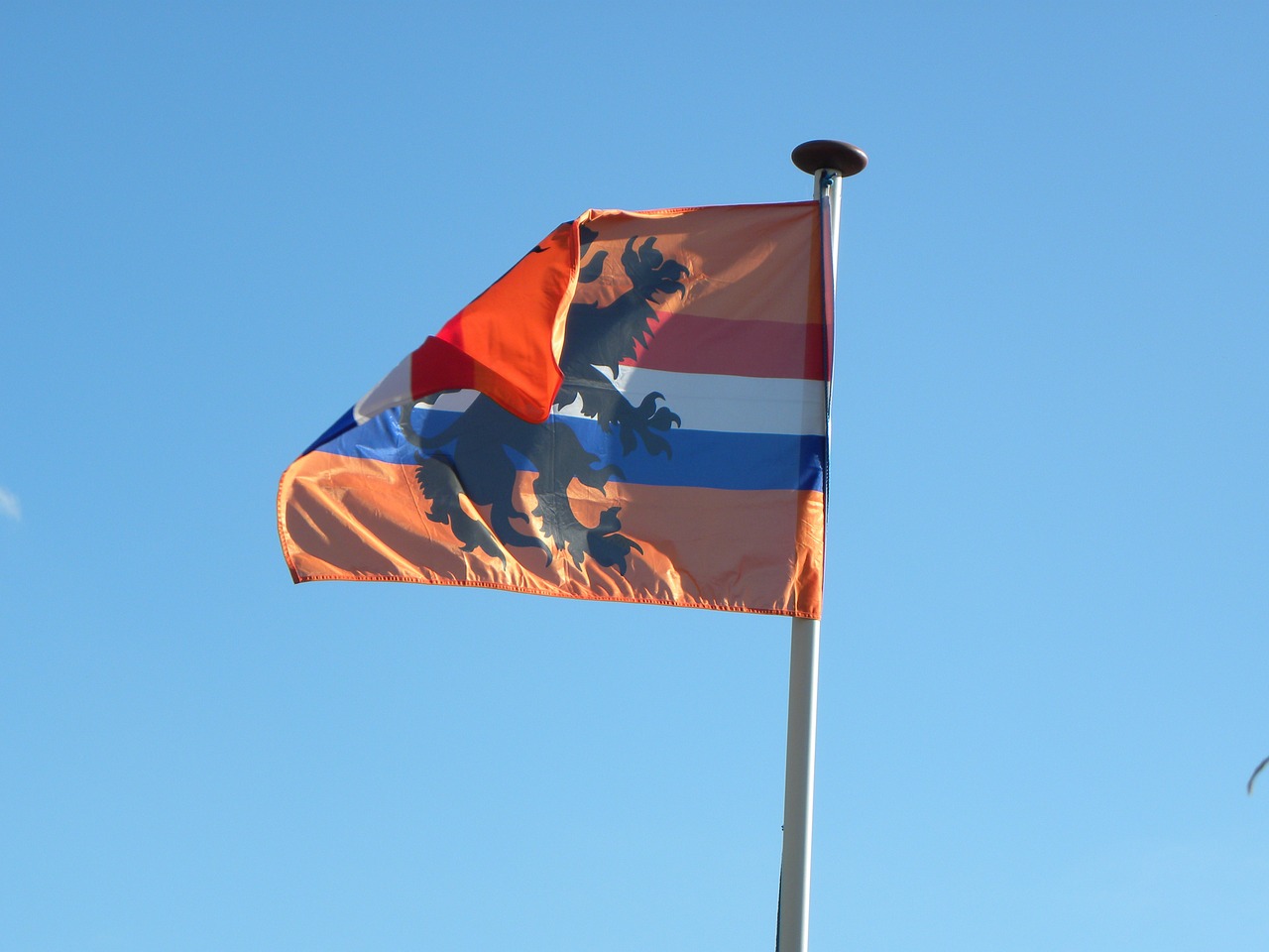 flag holland orange free photo