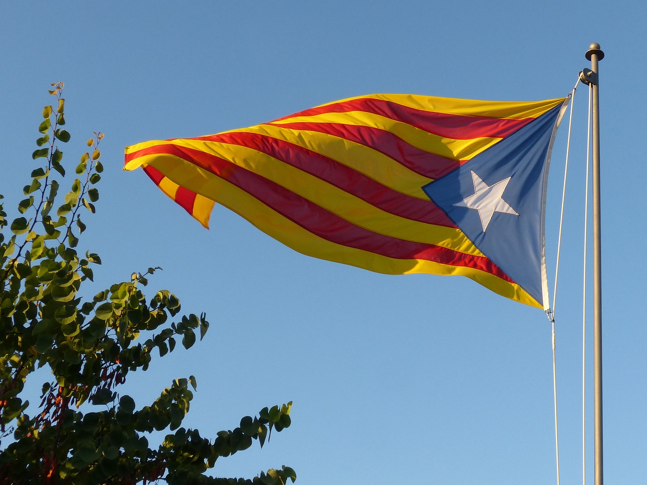 flag senyera catalan flag free photo