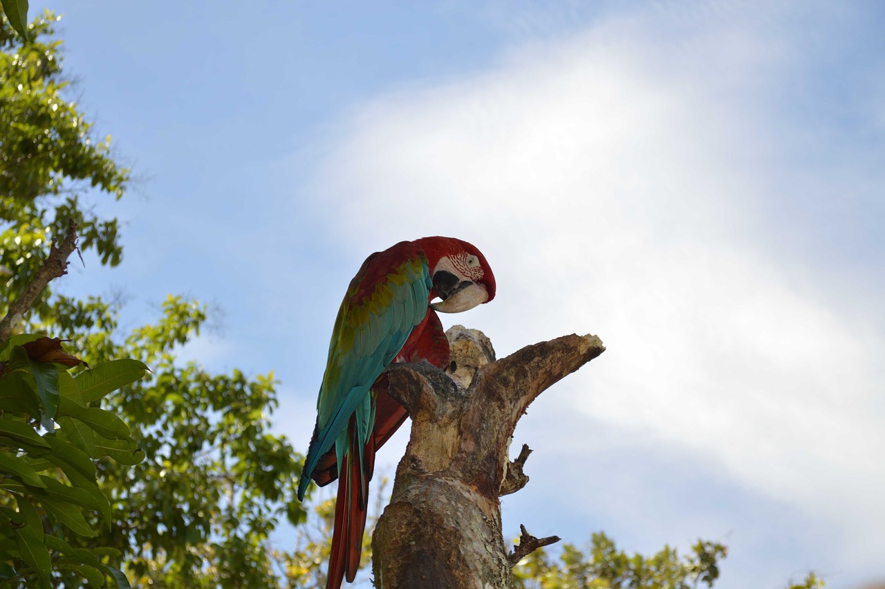 flag  macaw  guacamayas free photo