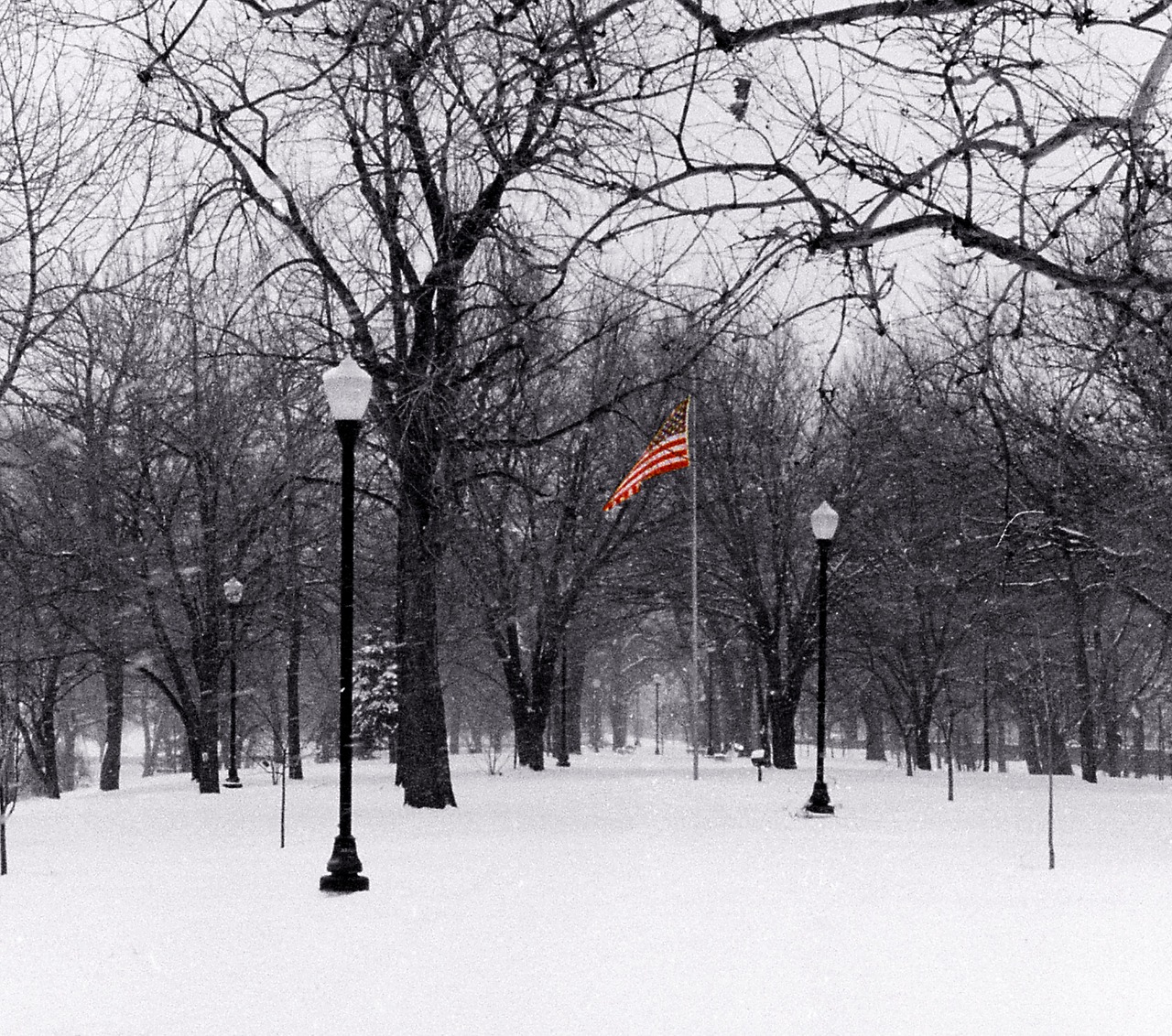 flag tree snow free photo