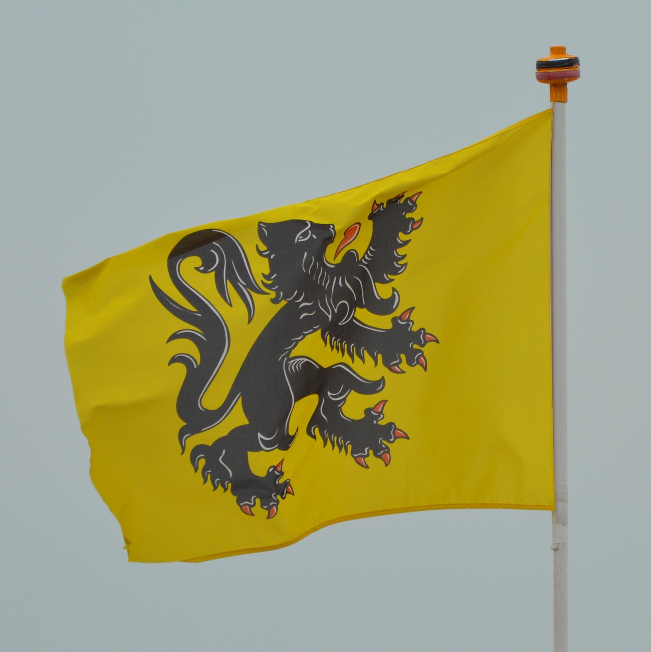 flag flemish lion flanders free photo