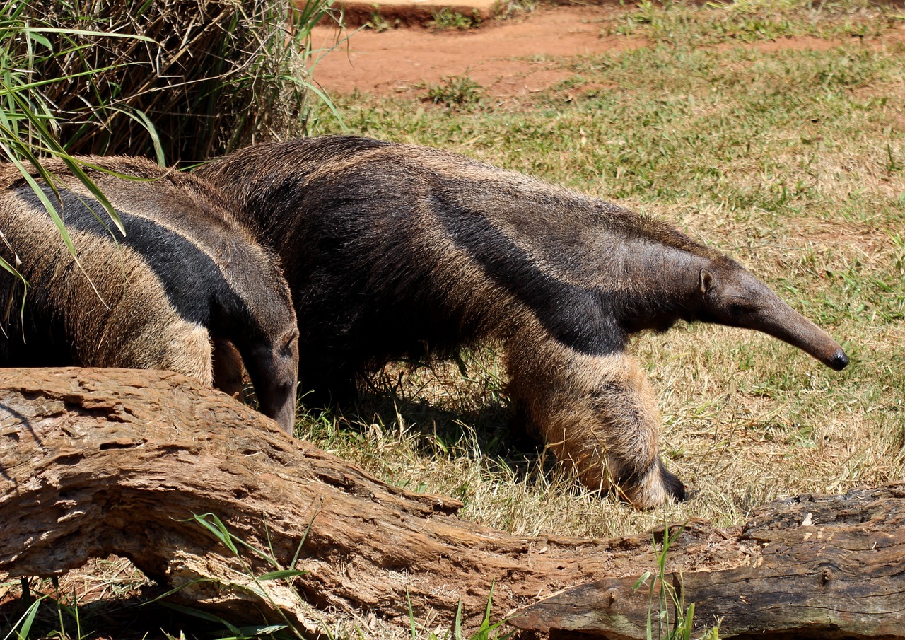 flag anteater animal wild free photo
