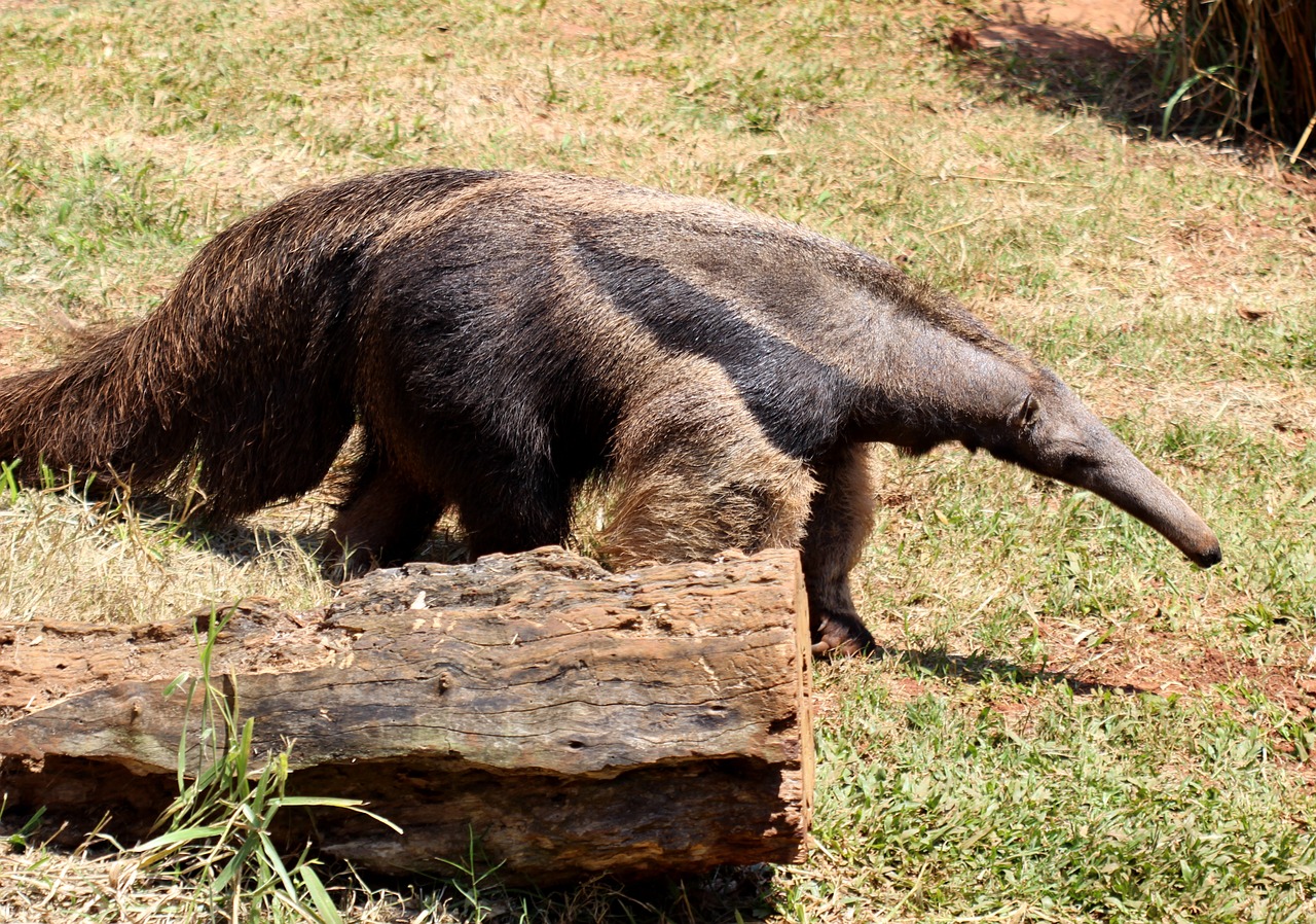 flag anteater animal wild free photo