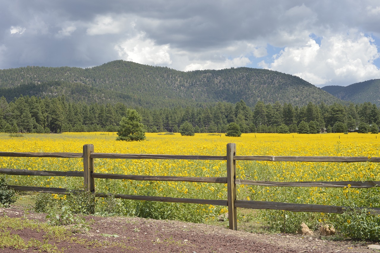 flagstaff arizona flowers free photo