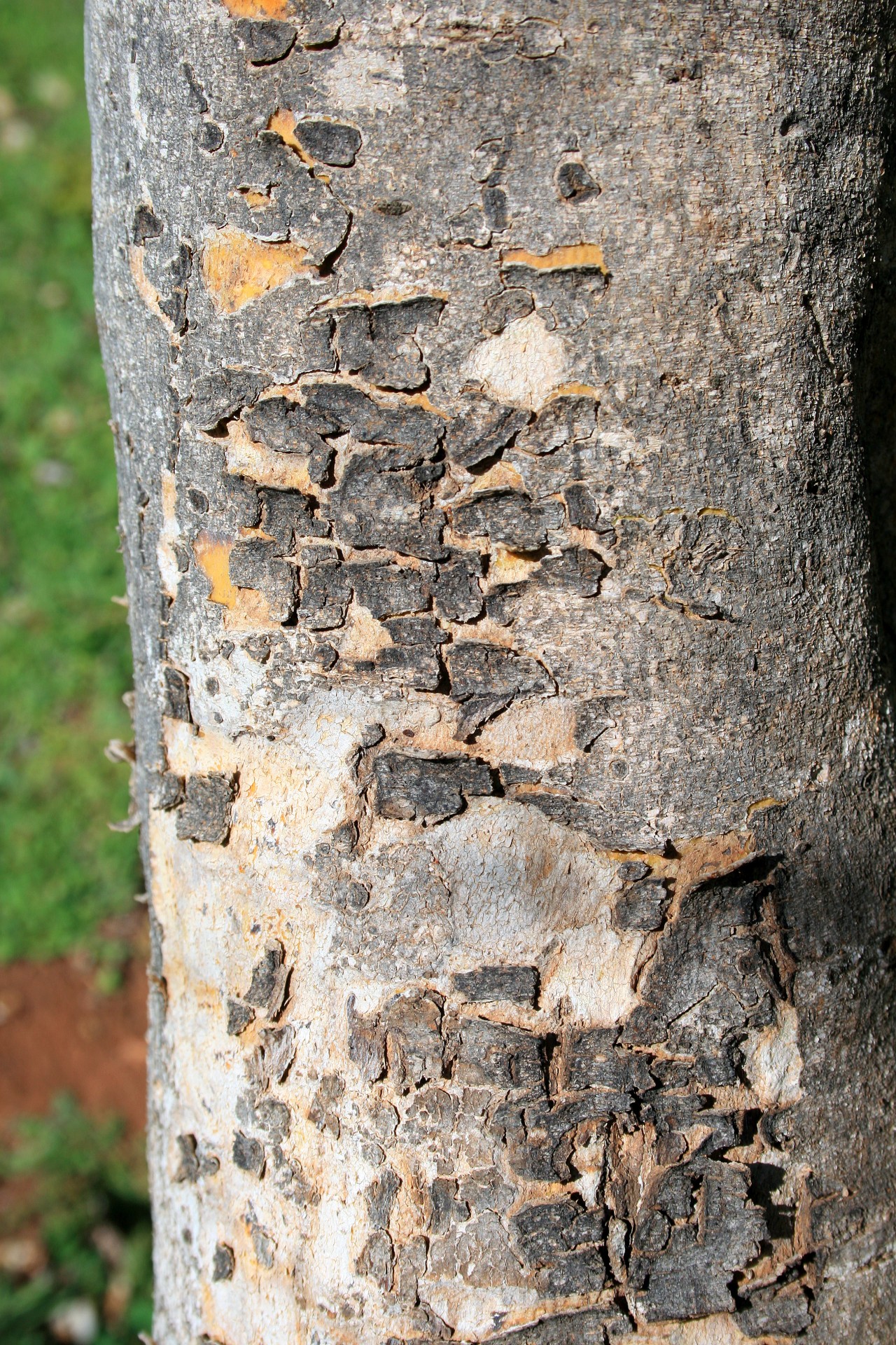 tree trunk grey free photo