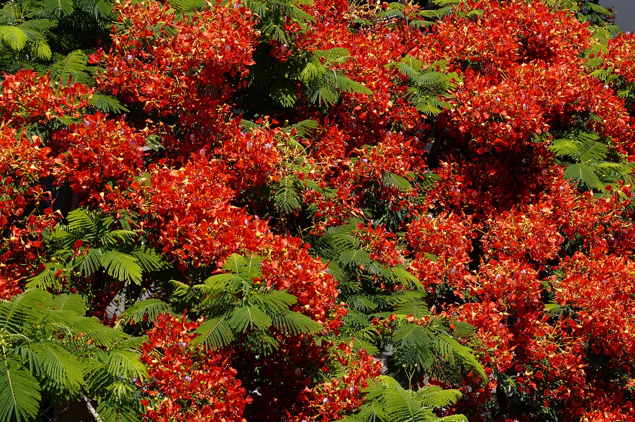 flamboyant flourishing tree flowers free photo