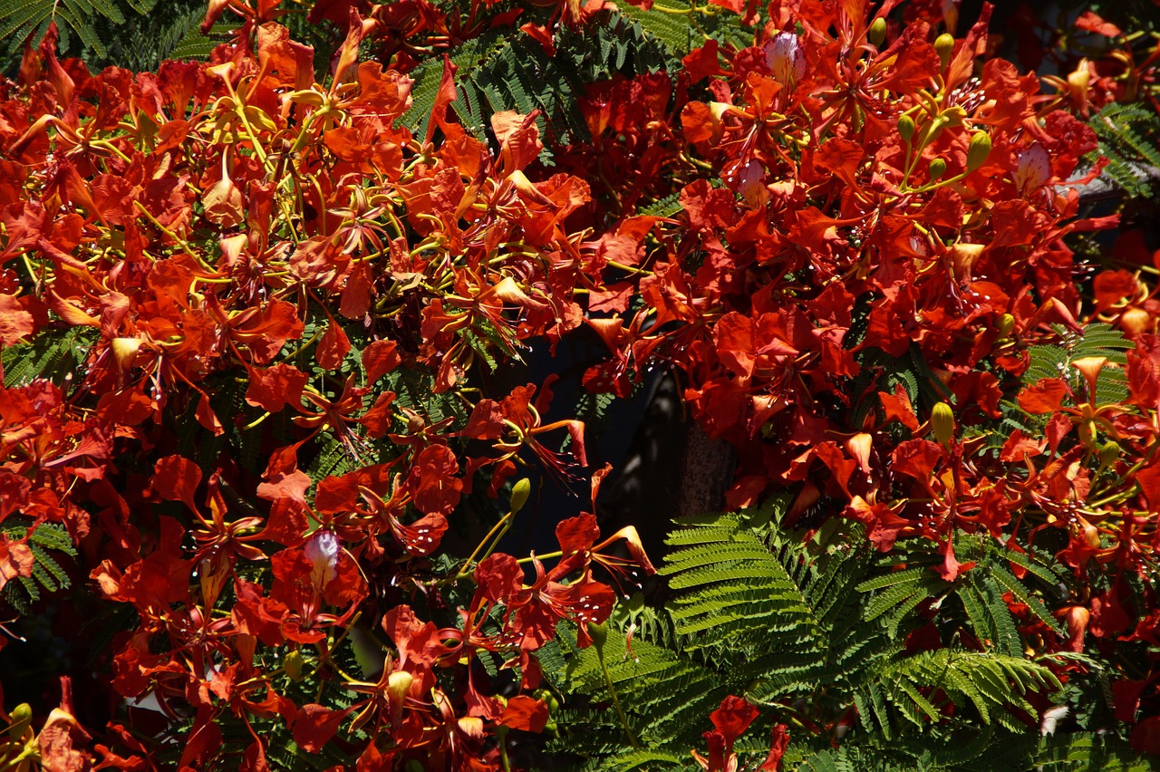 flamboyant flourishing tree flowers free photo