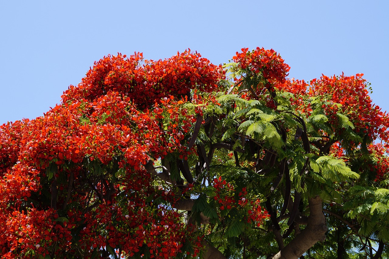 flamboyant delonix regia red free photo