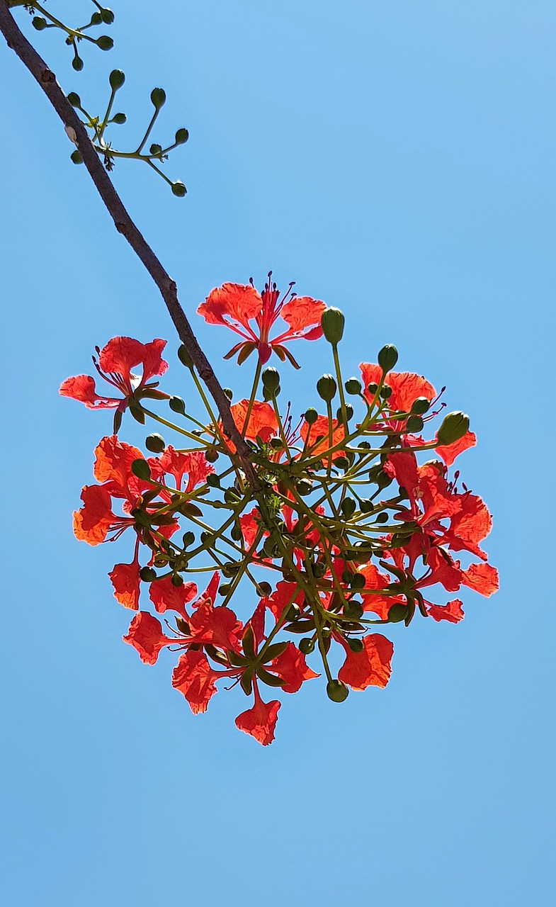 flamboyant  red  tree free photo