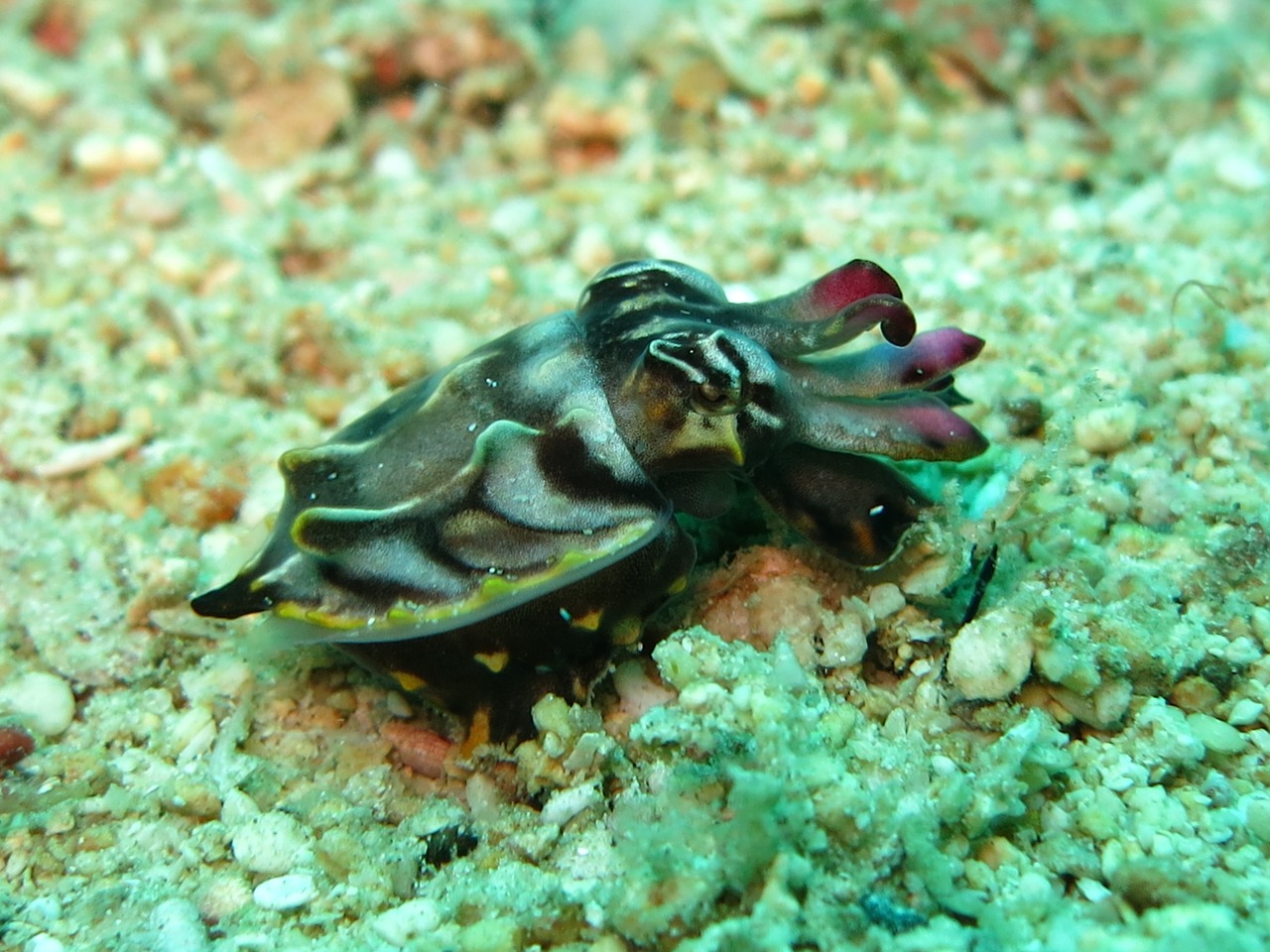 flamboyant cuttlefish cuttlefish cephalopod free photo