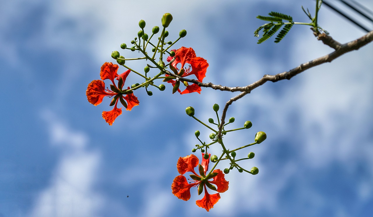 flamboyant tree  flame of the forest  poinciana free photo
