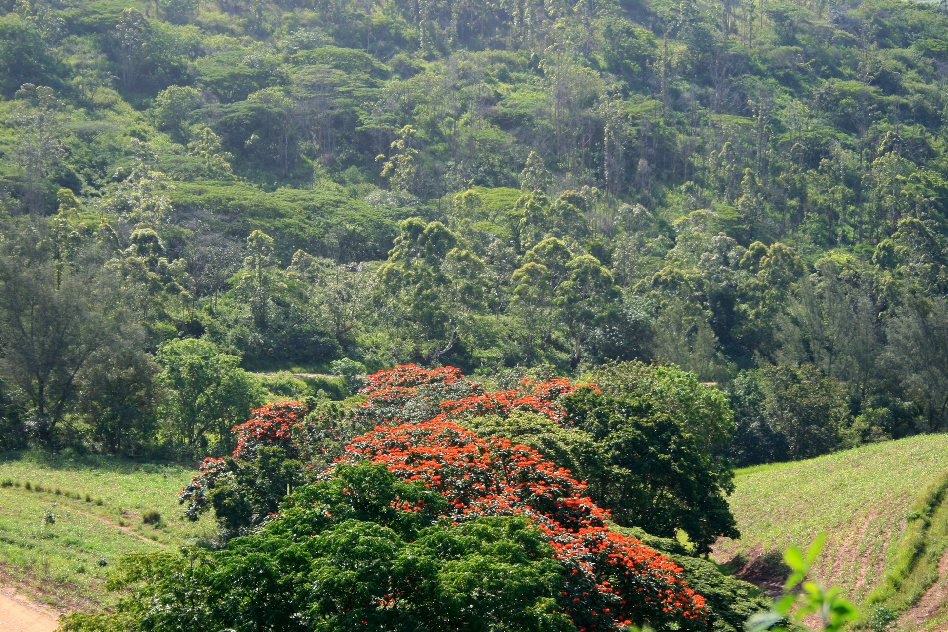 tree flowering flowers free photo