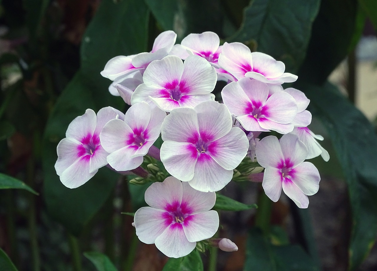 flame flower  phlox  greek valerian plant free photo