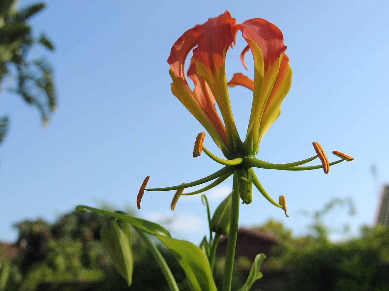 flame lilly flower plant free photo