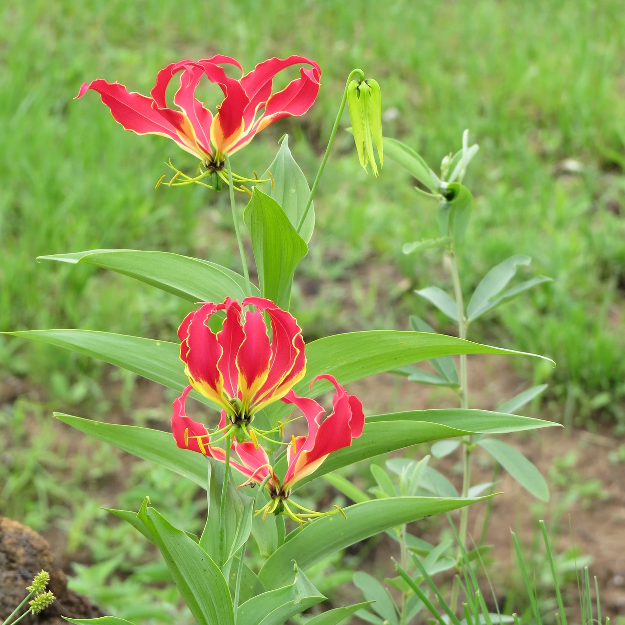 flame lilly plant flora free photo