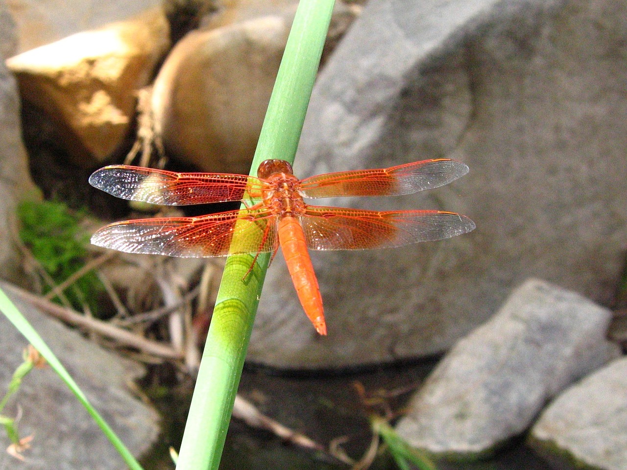 flame skimmer insect macro free photo