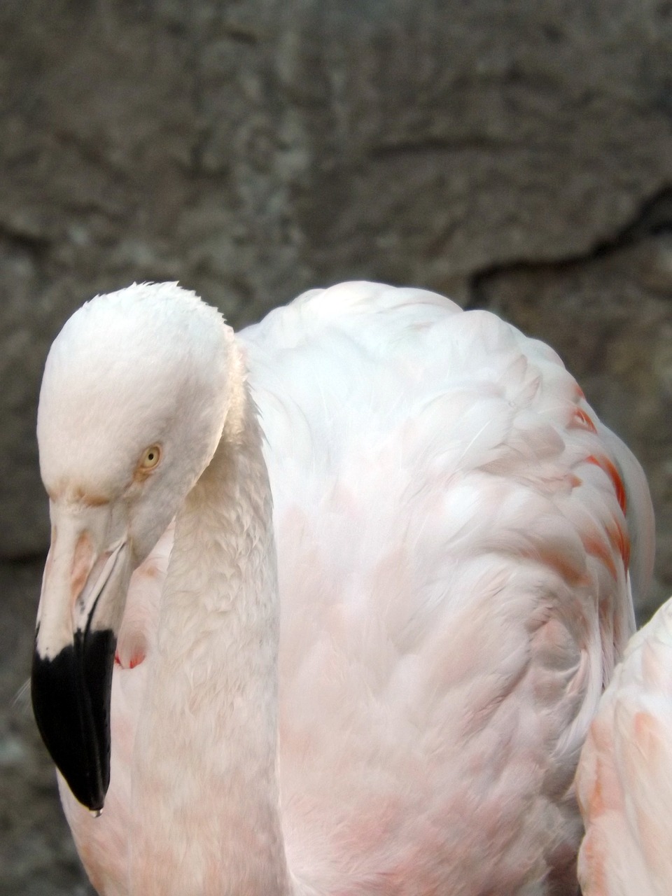 flamenco birds nature free photo