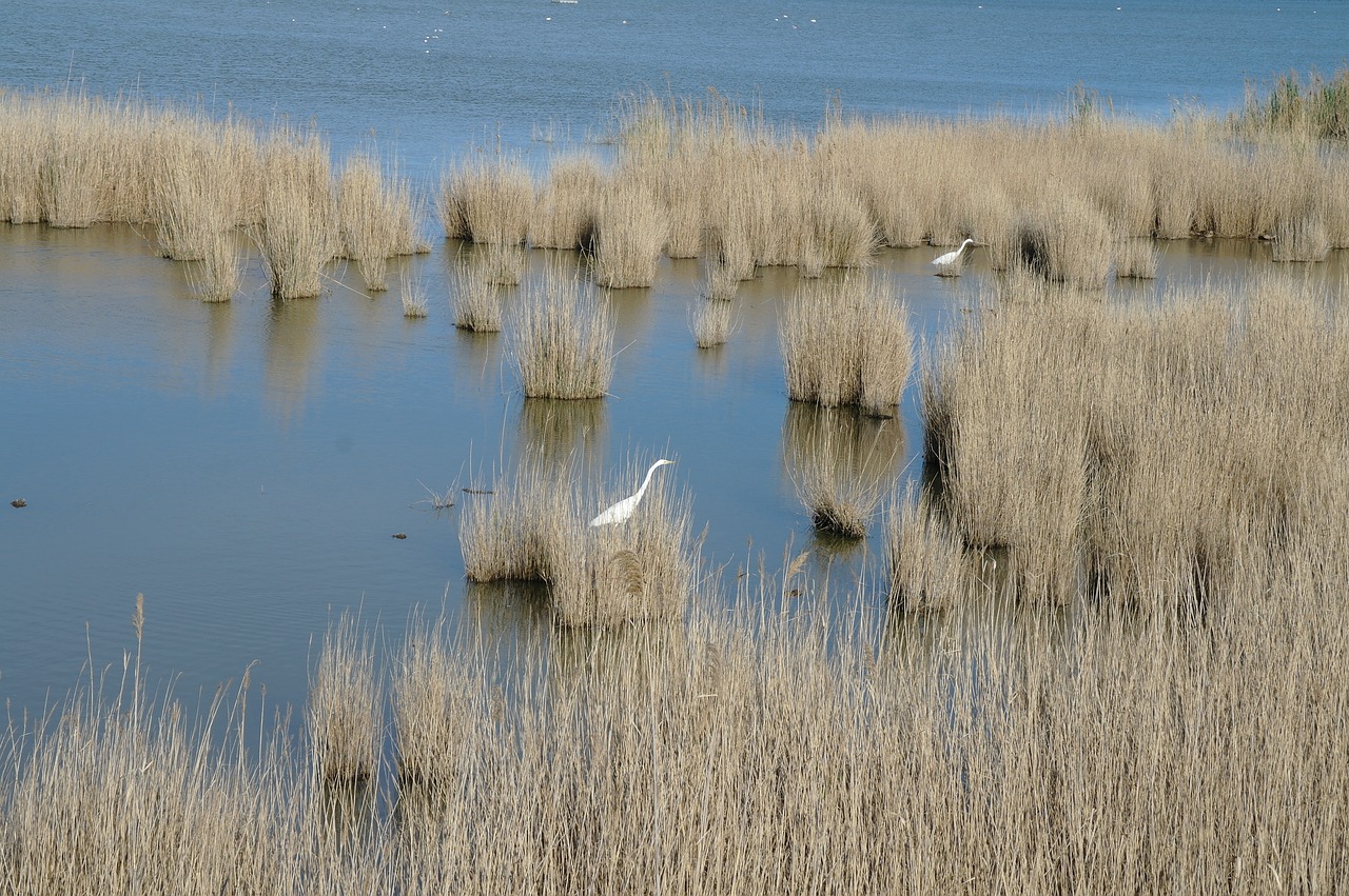 flamenco  nature  ave free photo