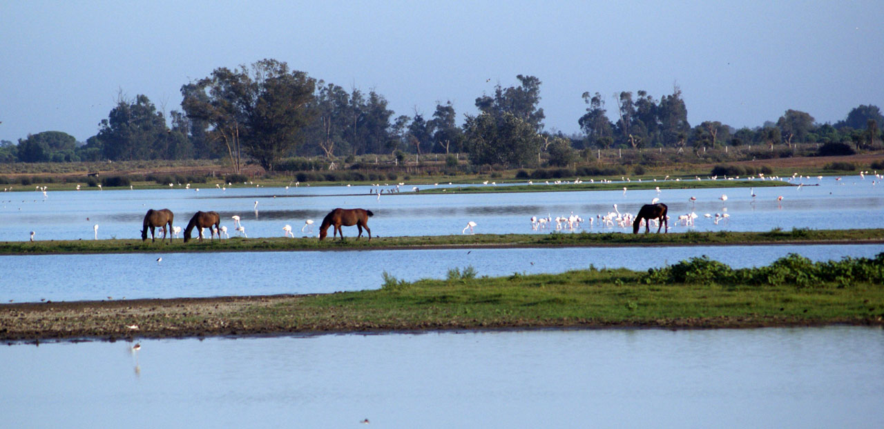 animals horses flamingos and horses free photo