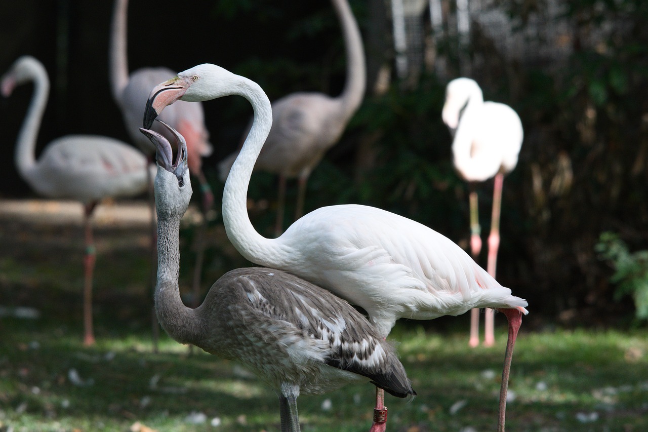 flamengo  animals  zoo free photo